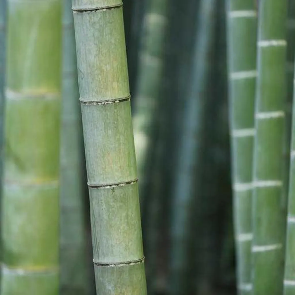 George Bell's Avatar